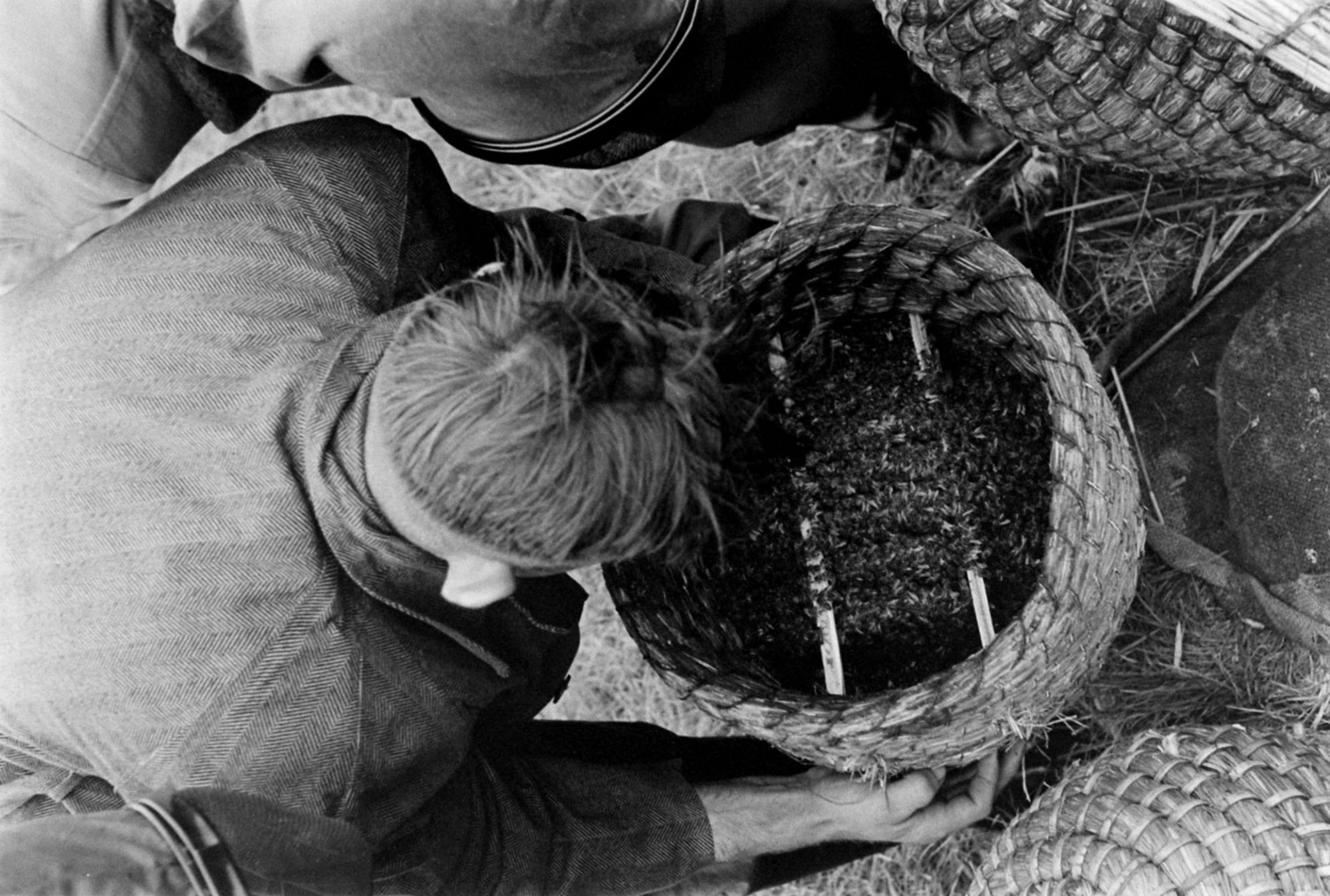 Seen from above, a beekeeper's hands hold an open straw hive dense with bees