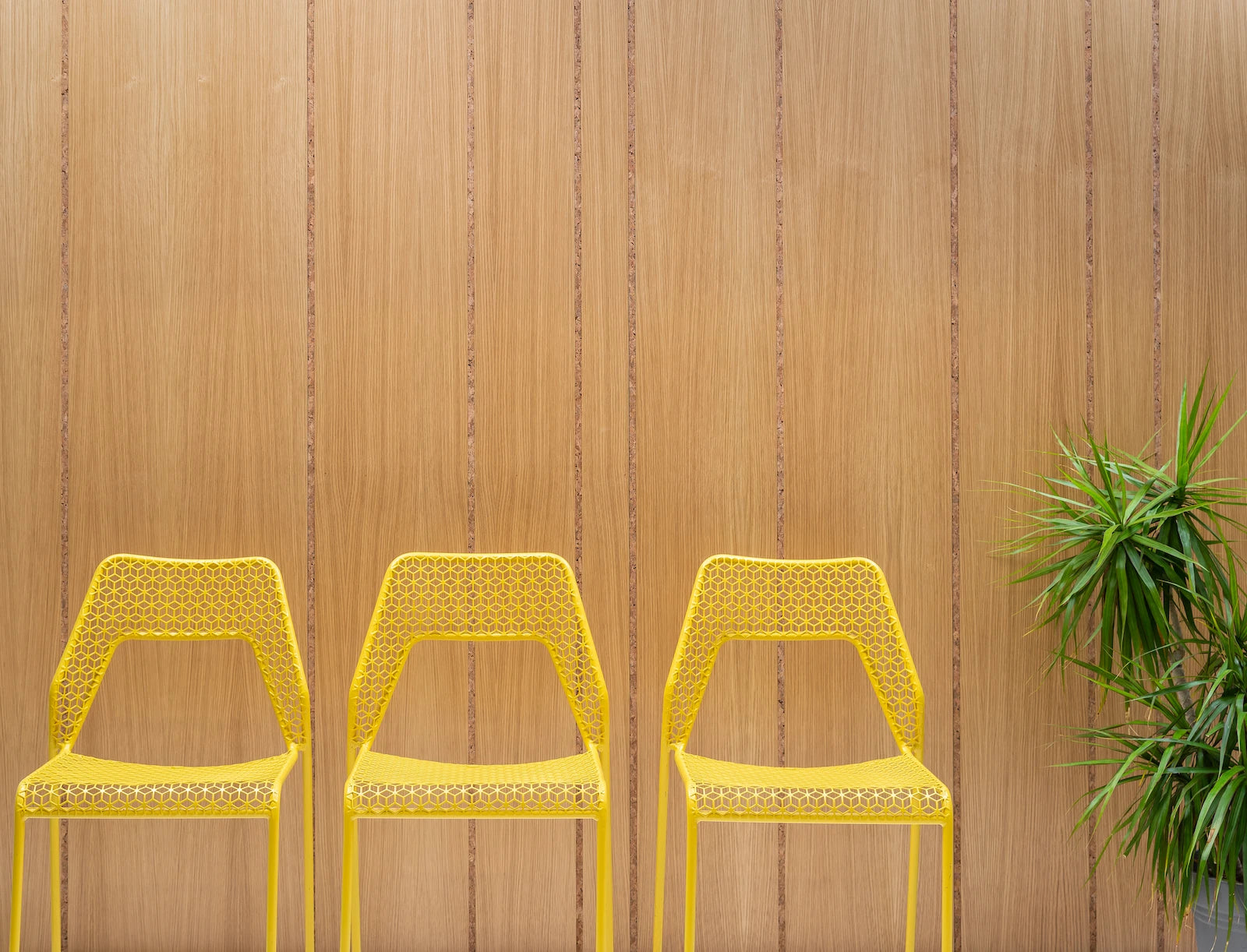 Three yellow chairs with honeycomb-patterned seats against a pale wood wall, a dracaena beside them